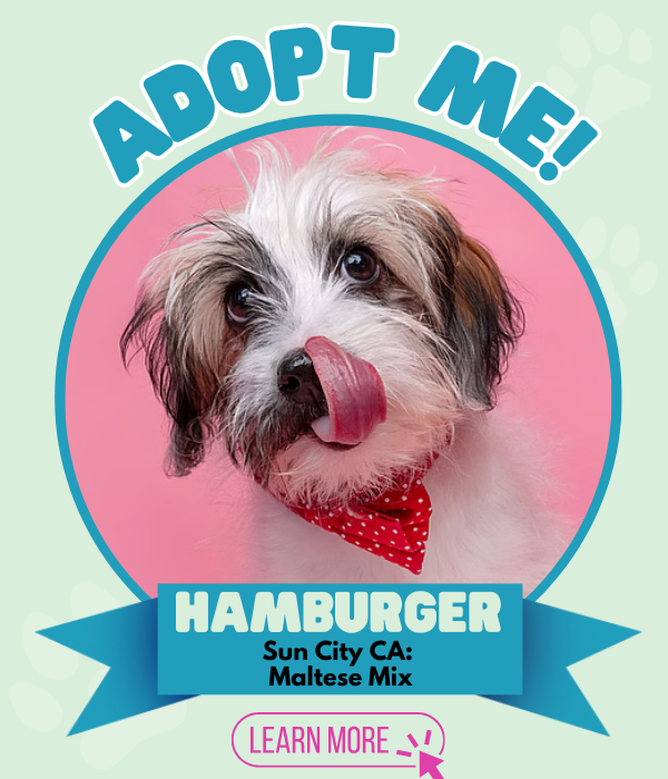 Adopt Hamburger