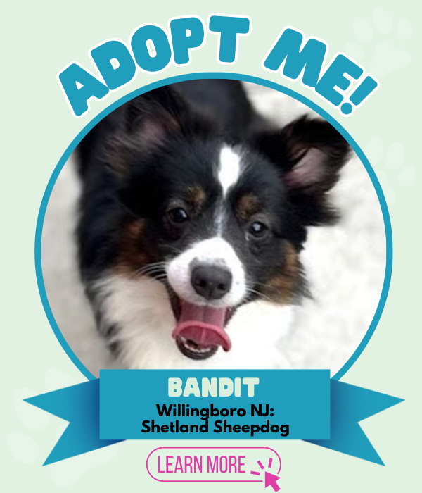 Adopt Bandit