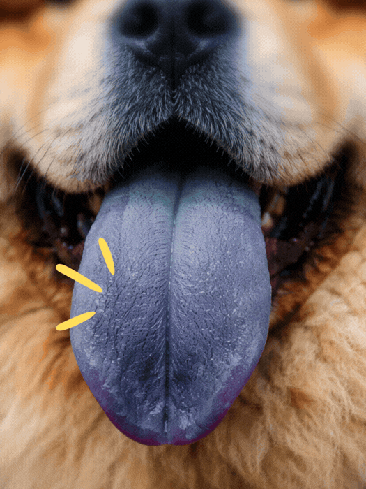 Can You Guess it Right