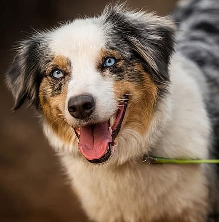 Adopt Dundee