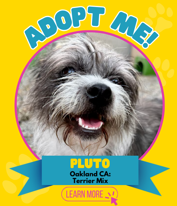 Adopt Pluto