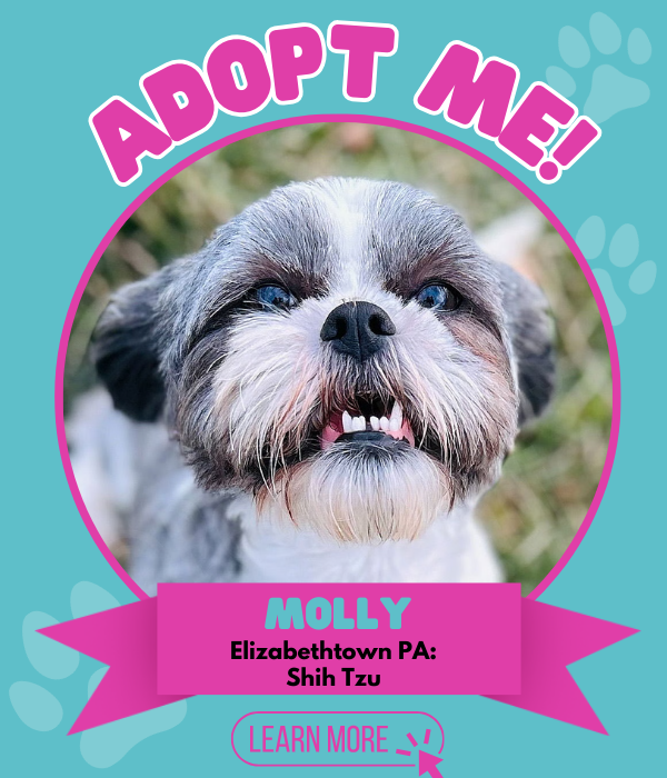 Adopt Molly