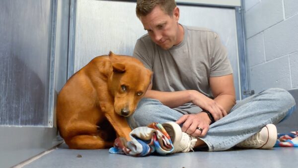 Everyone Walked Past the Quiet Red Dog, Not Knowing He Was the Best in the Shelter