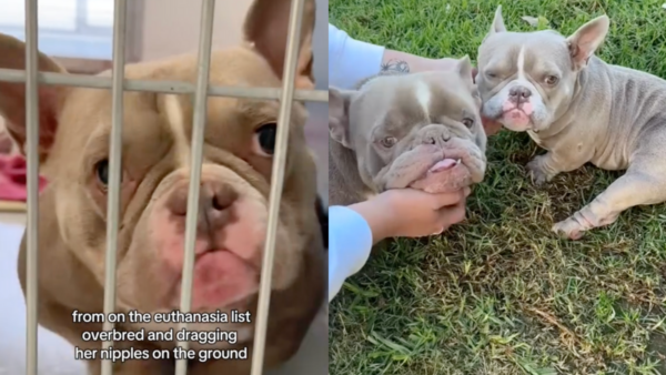 Unethical Breeding Left These Exotic Bullies Facing Euthanasia—Then Everything Changed