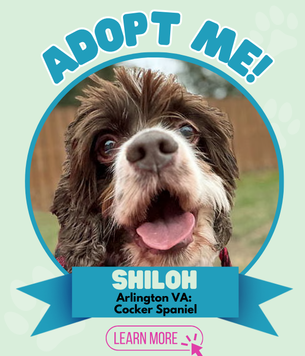 Adopt Shiloh