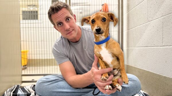 No One Knew Why This Puppy Trembled, Then the Garage Backstory Came Out