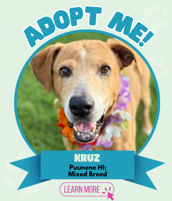 Adopt Kruz