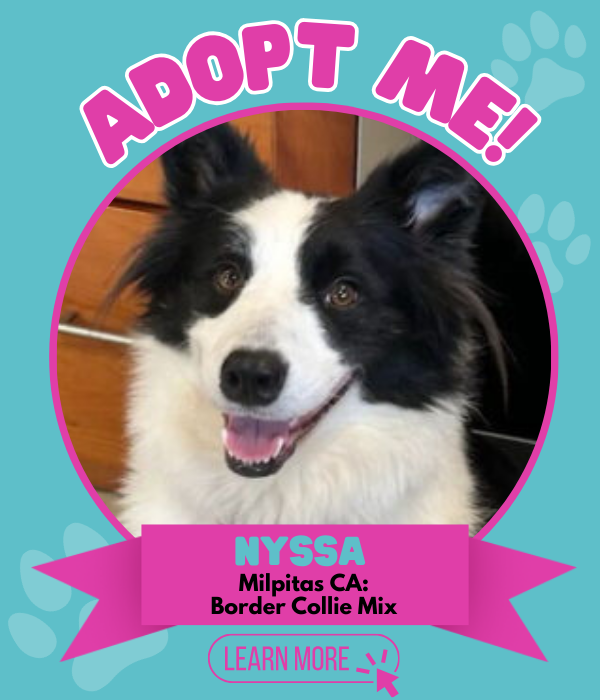 Adopt Nyssa