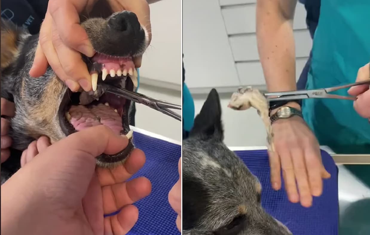 What Bones Are Safe for Dogs? One Dog's Scary Mishap Is a Wake-Up Call for Pet Parents