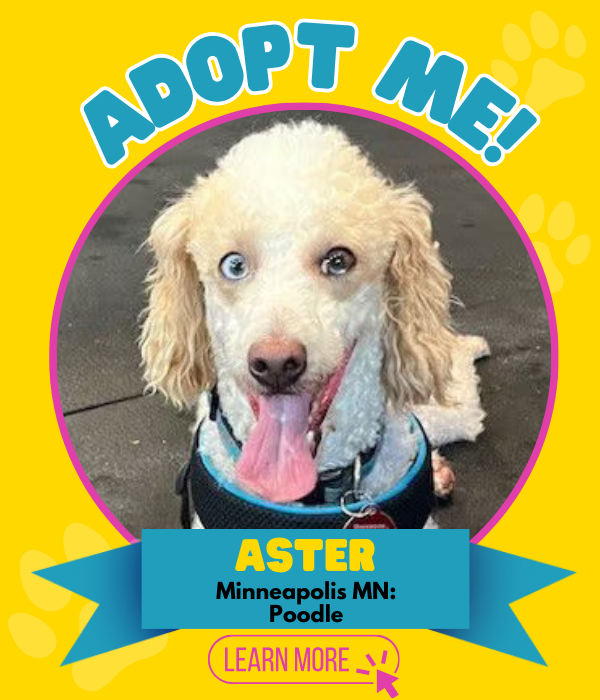 Adopt Aster