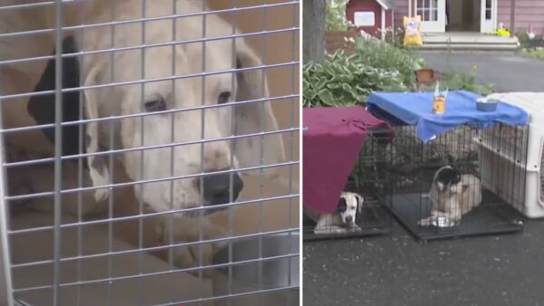 He Kept Dozens OF Dogs in Filth—Now He Wants Them Back. We Can't Let That Happen.
