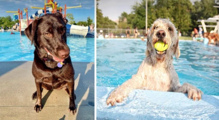 Dog Days of Summer: The Ultimate Guide to America's 8 Most Epic Dog Water Parks!