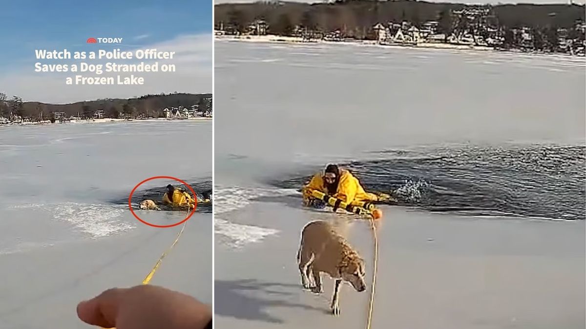WATCH: Hero Officer Crawls Onto Thin Ice to Save Drowning Dog.