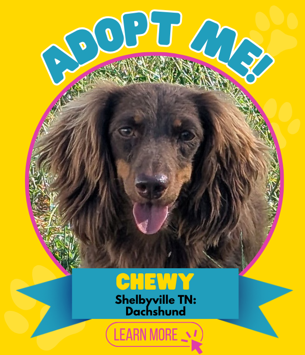 Adopt Chewy