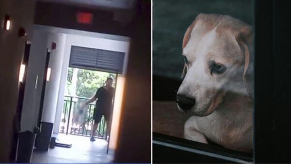Caught on Camera: Florida Man Arrested After Brutally Slamming His Dog Into a Wall — Now Public Demands Justice