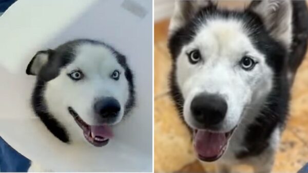 Her Dog Vanished Without a Trace in 2018… Until One Phone Call Changed Everything