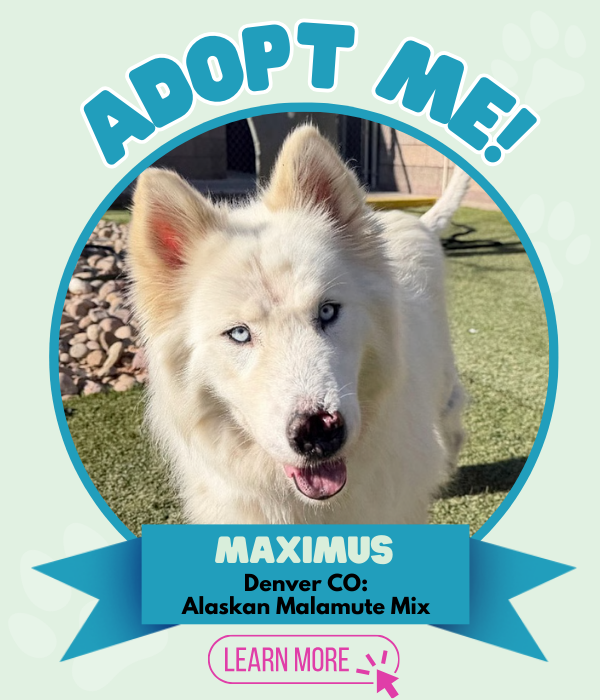 Adopt Maximus