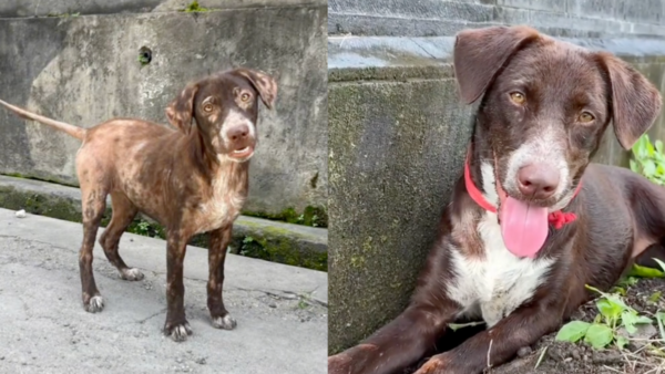 This Mange-Ridden Dog's Smile Says Everything—Watch Her Incredible Transformation