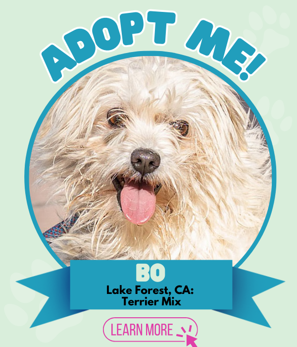 Adopt Bo