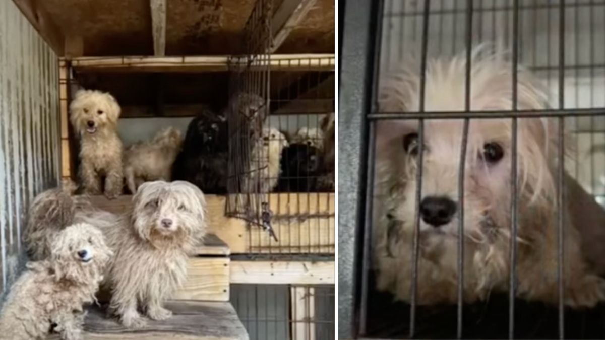 Outrage After 101 Dogs Rescued From Puppy Mill