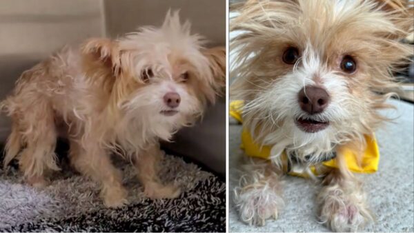 Tiny Senior Dog Nearly Euthanized After She Couldn't Move—What Rescuers Discovered Was Heartbreaking