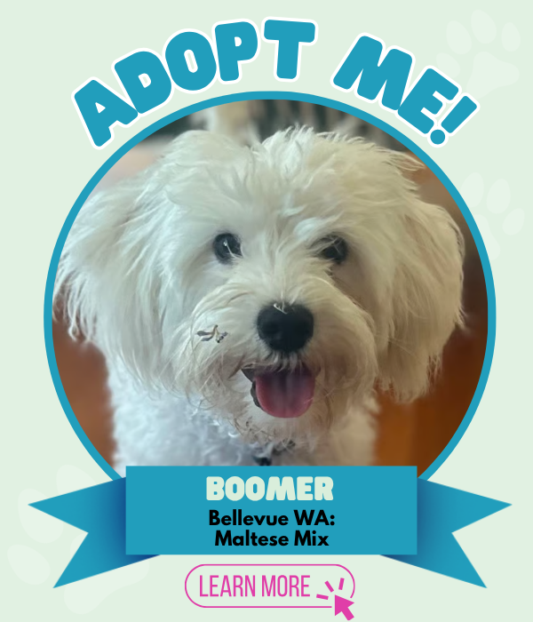 Adopt Boomer