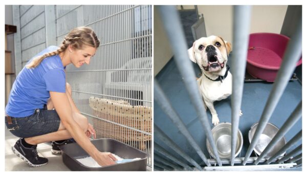 How To Find Animal Shelter Jobs Near Me: Volunteer & Paid Positions Guide