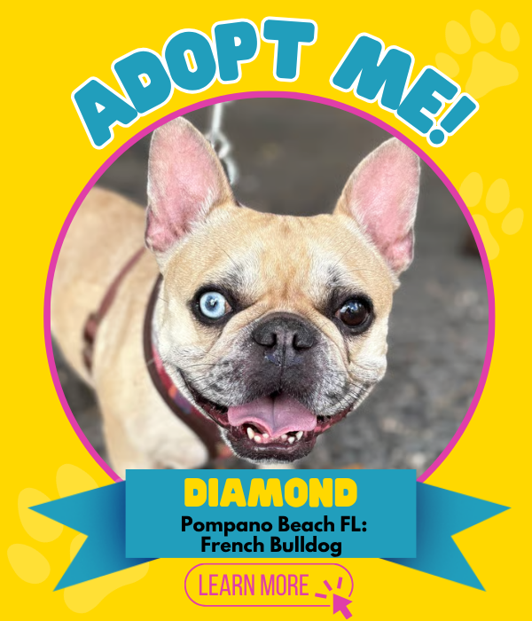 Adopt Diamond