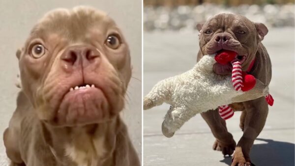 She Was Weak, Wounded, and Alone—Now The Sweet Pittie Mix Is Dreaming of Her Forever Home