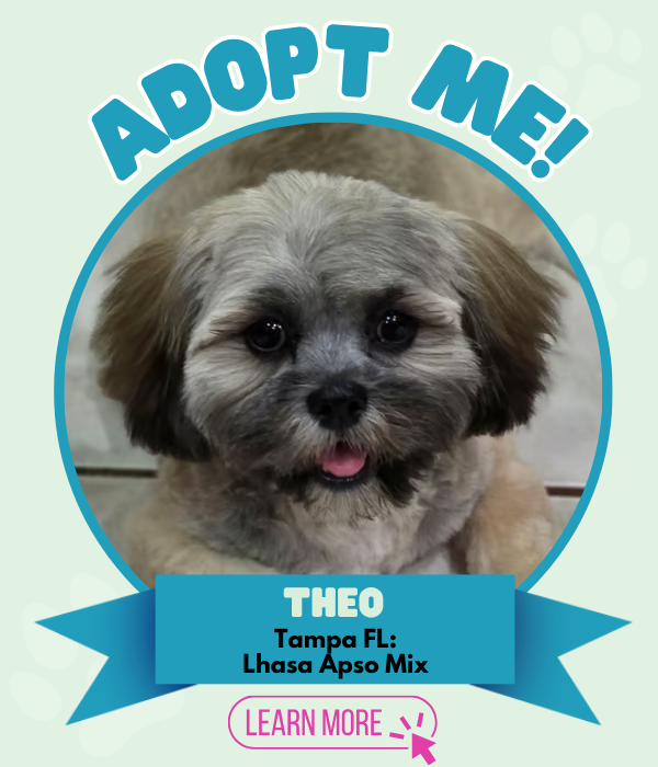 Adopt Theo