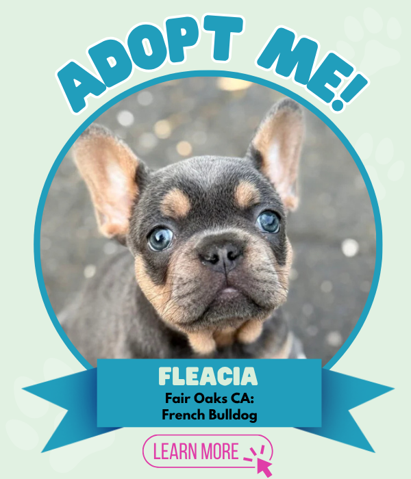 Adopt Fleacia