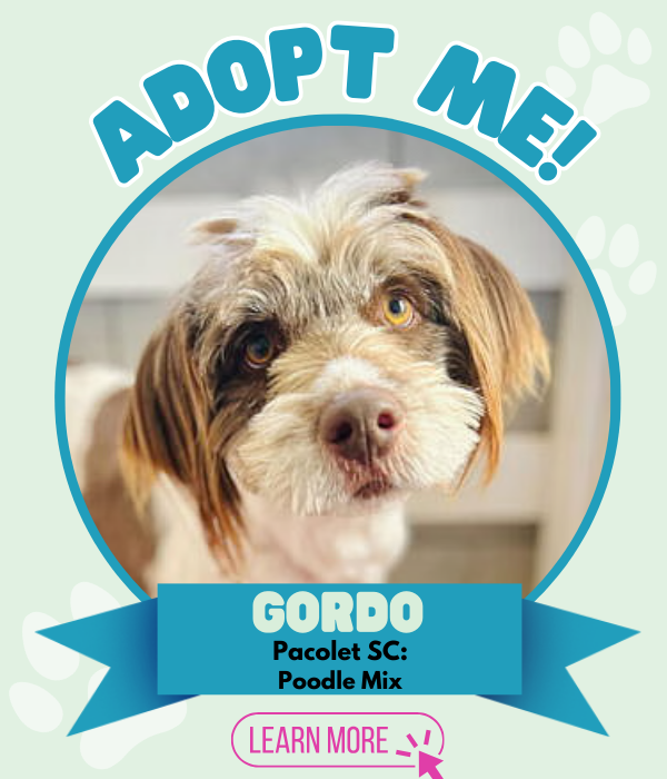 Adopt Gordo