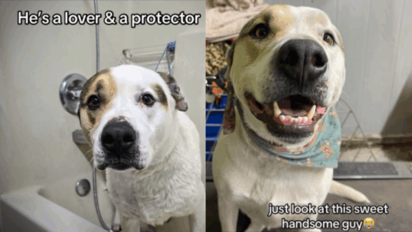 He Was Just a Puppy When Left Behind—Now, After 2,000 Days, He's Still Waiting for a Home