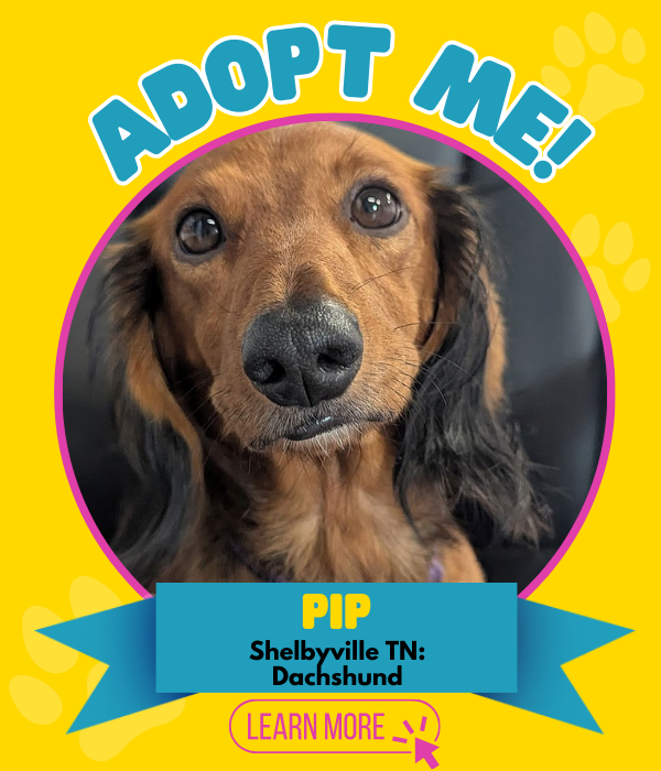 Adopt Pip