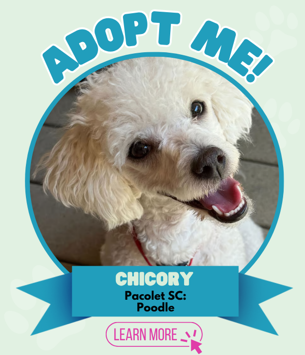 Adopt Chicory