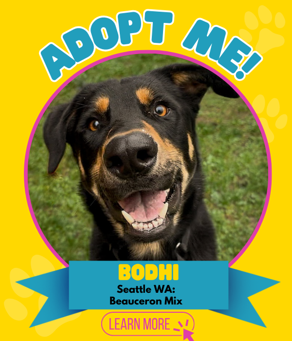 Adopt Bodhi