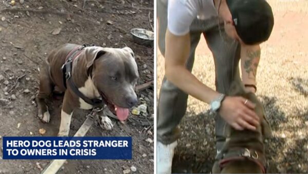 Frantic Dog Runs Up to Stranger—What He Was Desperately Trying to Say Saved Two Lives