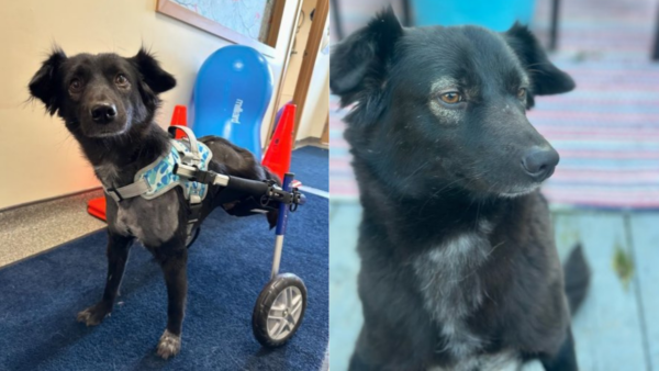 Dog Loses Two Legs and Survives, Now She's Hoping for One Last Miracle This Holiday Season