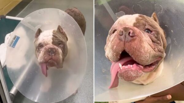 She May Have Cropped Ears & a Funny-Looking Tongue, But Her Love Is Like No Other