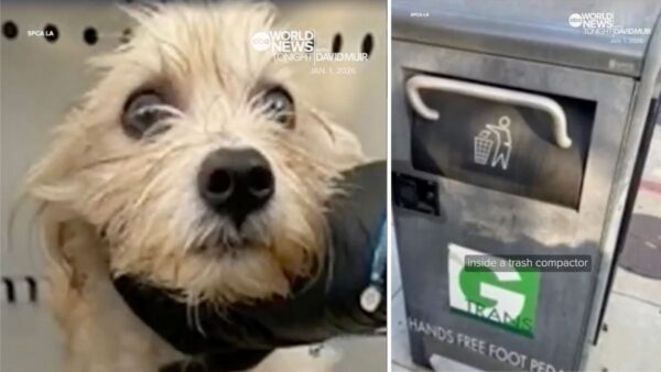 Tiny Whimpers From a Trash Compactor Led to a Christmas Miracle No One Expected