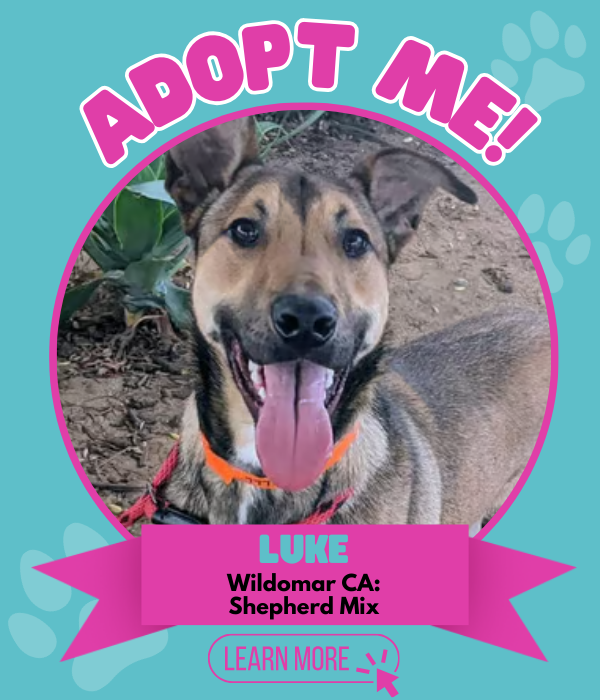 Adopt Luke