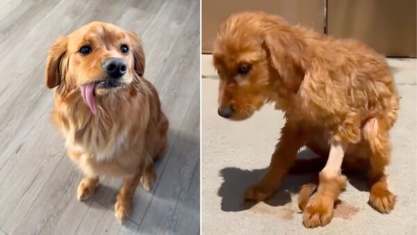 This Dog's Unusual Tongue Turns Heads—But It Hides a Powerful Survival Story