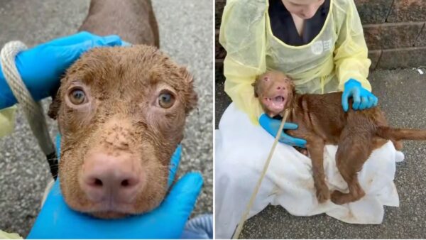 Seven Dogs Endured 8 Inches of Waste in Camper—Now the Public Wants Justice