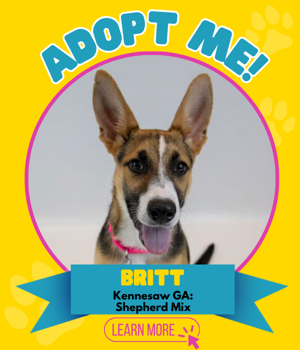 Adopt Britt