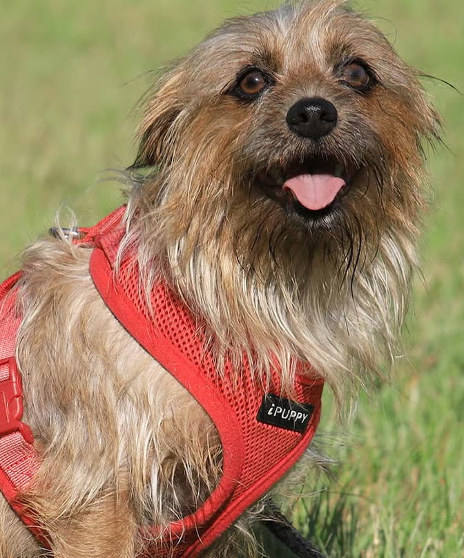 Adopt Pickles