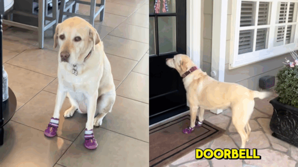 This Labrador Loves Her Neighbors So Much She Has Her Own Doggy Doorbell at Their House
