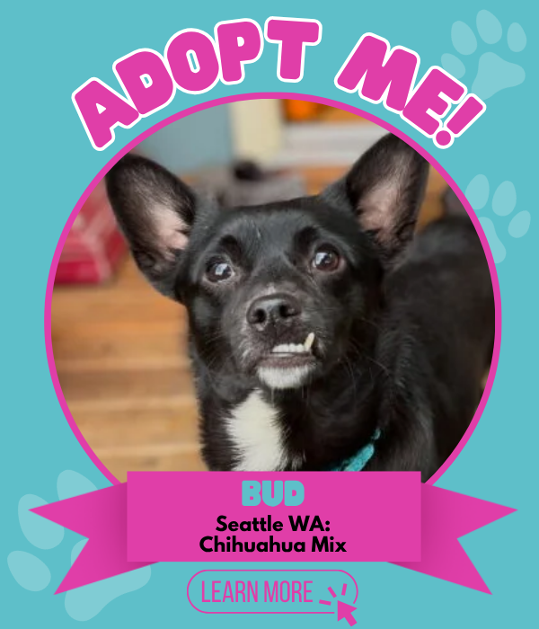 Adopt Bud