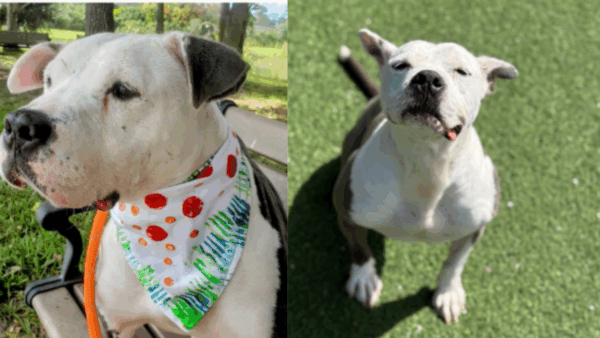 1,000 Days Alone in a Kennel — How Can Such a Sweet Dog Be So Unlucky? 