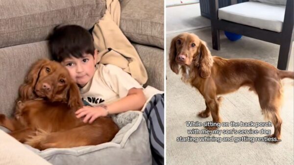 Watch This Service Dog Detect Boy's Low Blood Sugar Faster Than Technology