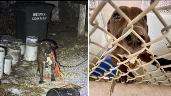 Three Dogs Left to Freeze in Subzero Temperatures—Petition Demands Lifetime Animal Ownership Ban